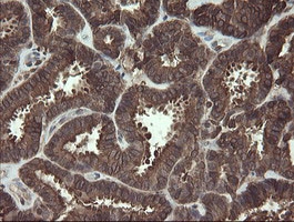 CXorf26 Antibody in Immunohistochemistry (Paraffin) (IHC (P))