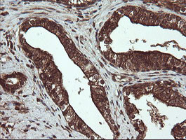 CXorf26 Antibody in Immunohistochemistry (Paraffin) (IHC (P))