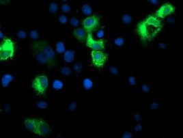 CYP2A6 Antibody in Immunocytochemistry (ICC/IF)