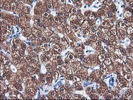 CYP2A6 Antibody in Immunohistochemistry (Paraffin) (IHC (P))