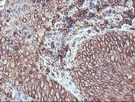 CYP2B6 Antibody in Immunohistochemistry (Paraffin) (IHC (P))