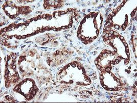 CYP2B6 Antibody in Immunohistochemistry (Paraffin) (IHC (P))