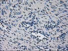 CYP2E1 Antibody in Immunohistochemistry (Paraffin) (IHC (P))