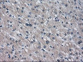 CYP2E1 Antibody in Immunohistochemistry (Paraffin) (IHC (P))