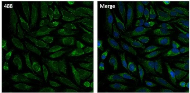 Calnexin Monoclonal Antibody (AF18), Alexa Fluor™ 488 (MA3-027-A488)