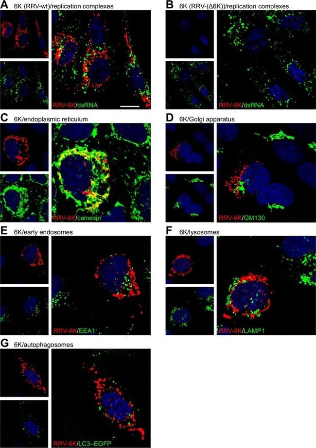 Calnexin Monoclonal Antibody (AF18), Alexa Fluor™ 488 (MA3-027-A488)