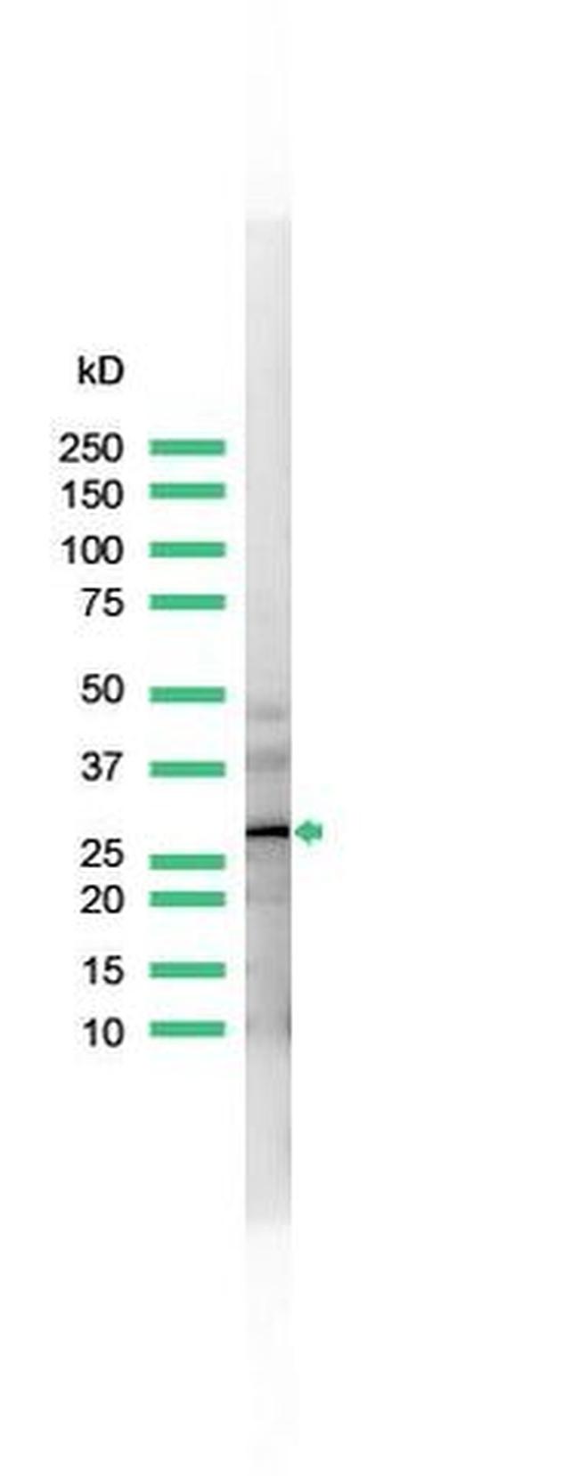 Calretinin Antibody in Western Blot (WB)