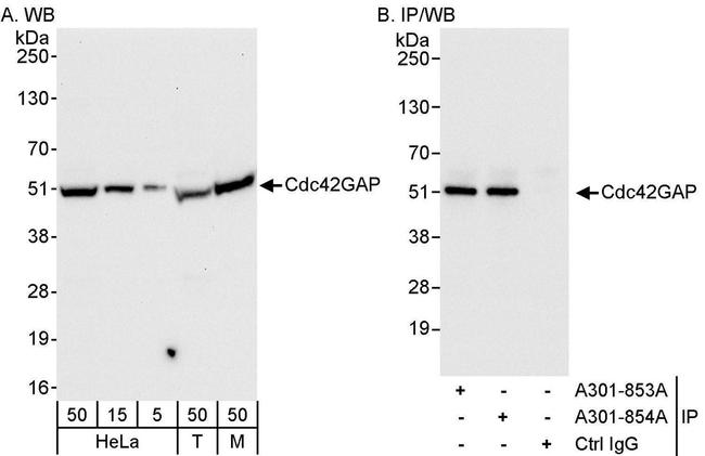 Cdc42GAP Antibody in Western Blot (WB)