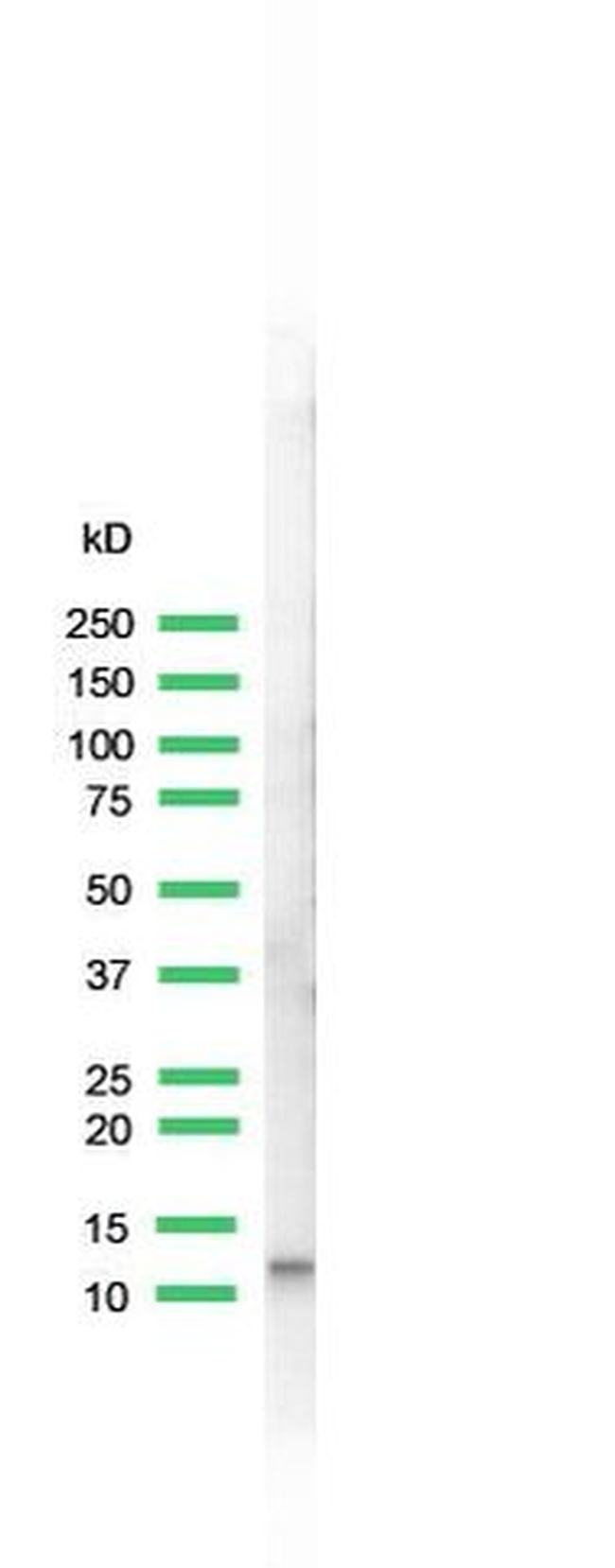 CCK Antibody in Western Blot (WB)