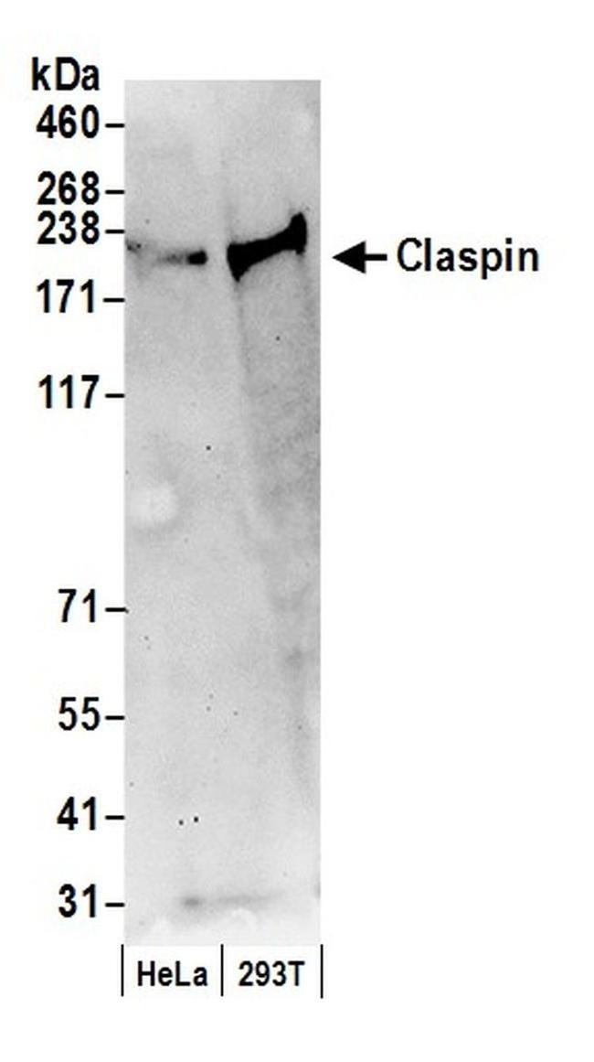 Claspin Antibody in Western Blot (WB)