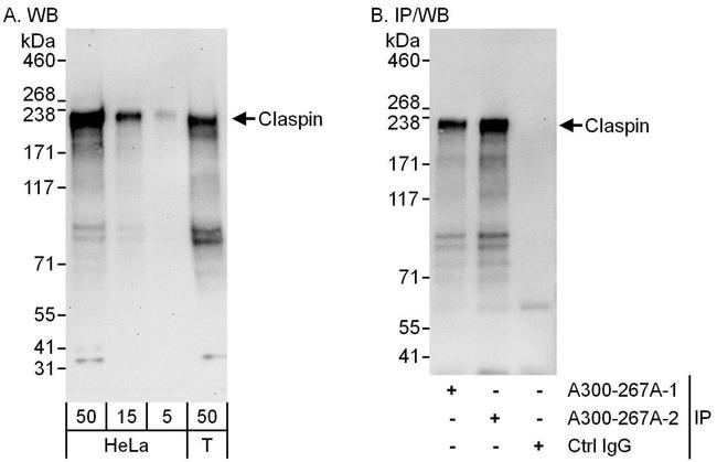 Claspin Antibody in Western Blot (WB)