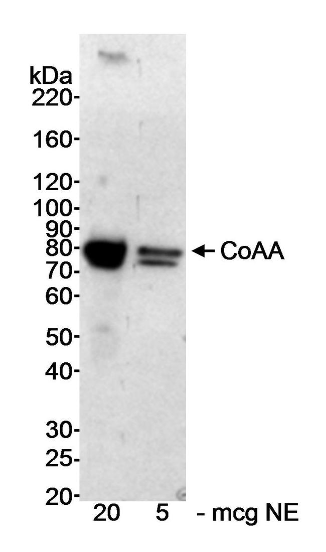 CoAA Antibody in Western Blot (WB)