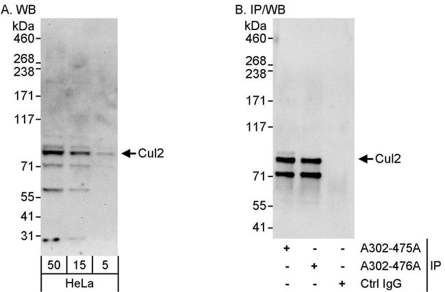 Cul2 Antibody in Western Blot (WB)