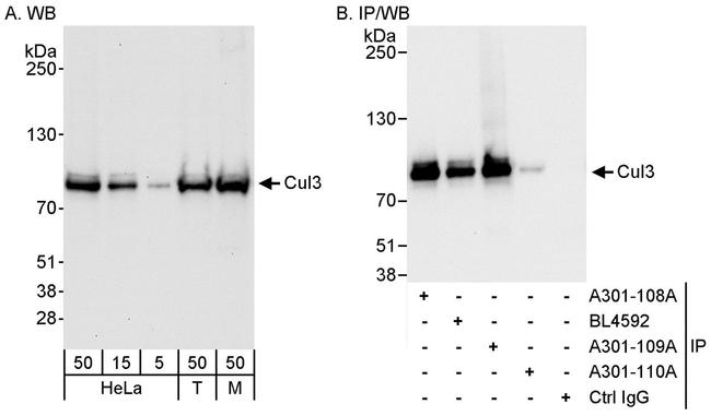 Cul3 Antibody in Western Blot (WB)