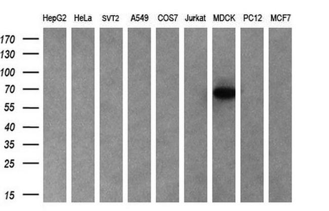 Cyp7b1 Antibody in Western Blot (WB)