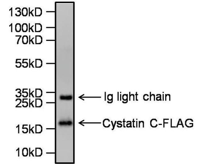 Cystatin C Antibody in Western Blot (WB)