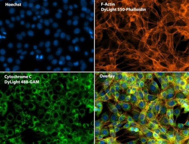 Cytochrome C Antibody in Immunocytochemistry (ICC/IF)