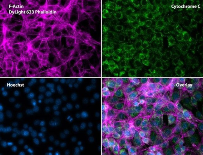 Cytochrome C Antibody in Immunocytochemistry (ICC/IF)