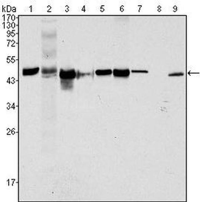 Cytokeratin 18 Antibody in Western Blot (WB)