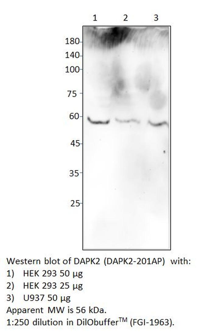 DAPK2 Antibody in Western Blot (WB)