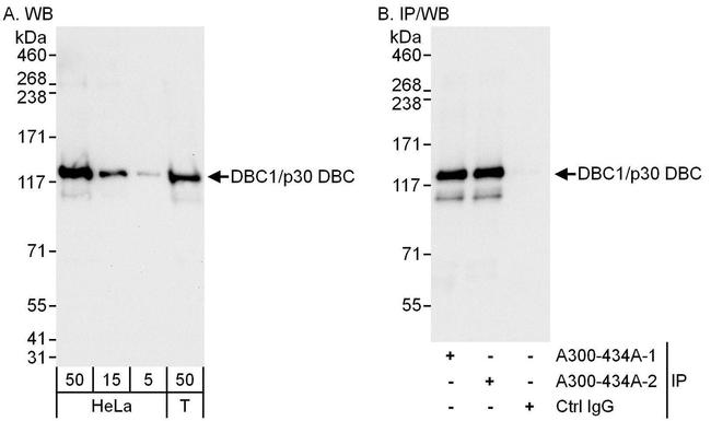 DBC1/p30 DBC Antibody in Western Blot (WB)