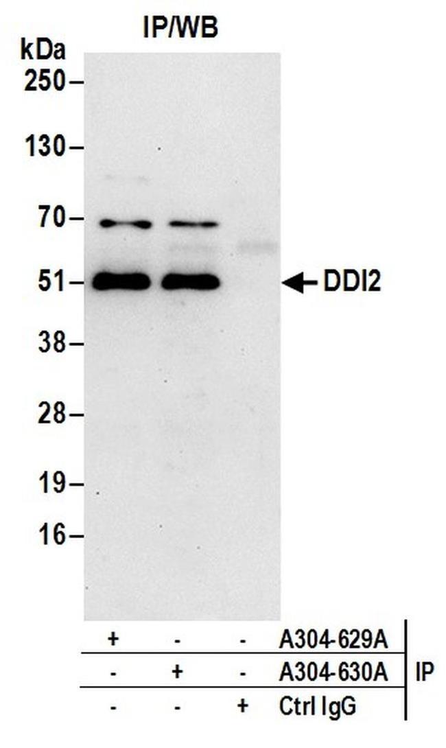 DDI2 Antibody in Western Blot (WB)