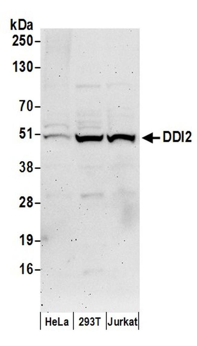 DDI2 Antibody in Western Blot (WB)