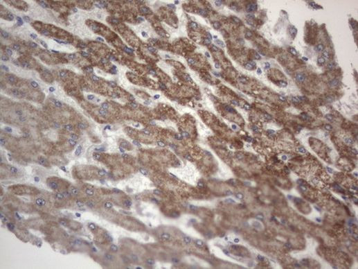 DDOST Antibody in Immunohistochemistry (Paraffin) (IHC (P))