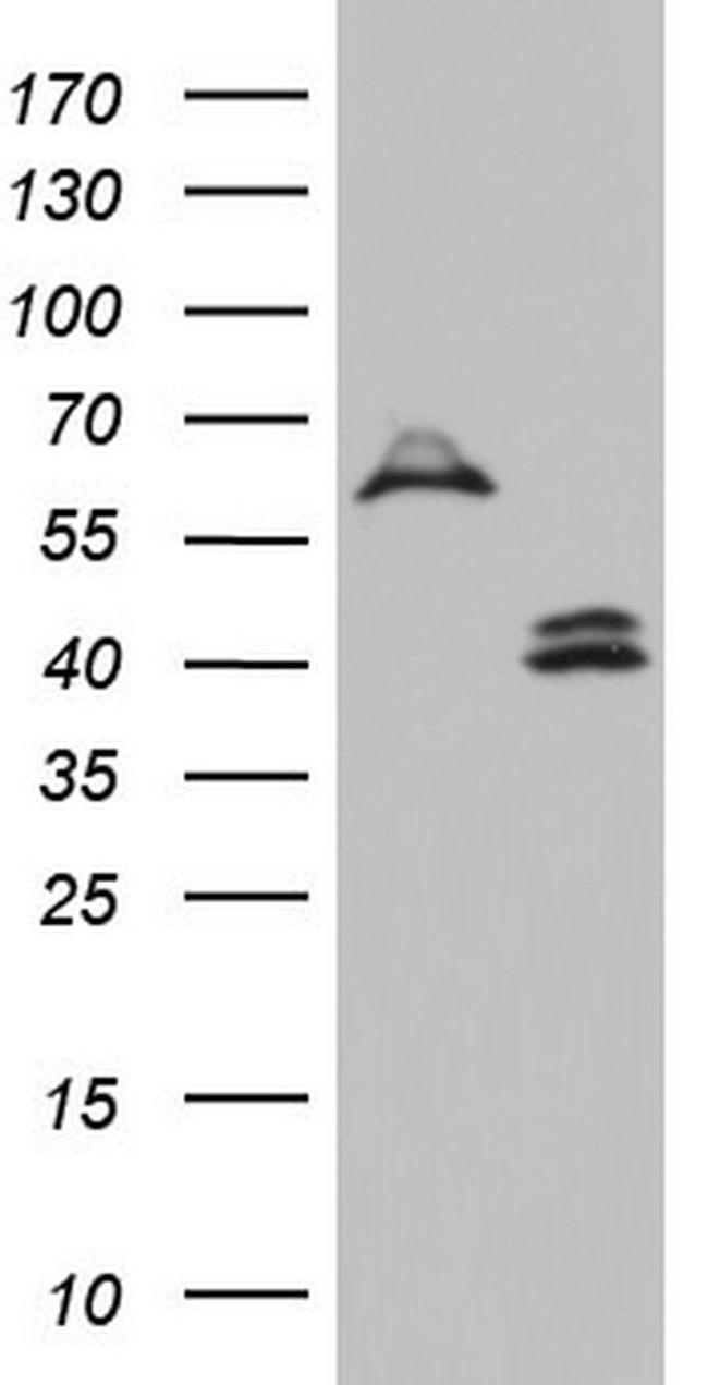 DDOST Antibody in Western Blot (WB)