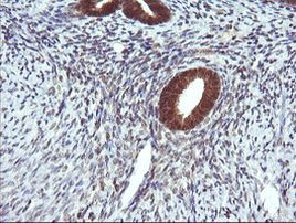 DDT Antibody in Immunohistochemistry (Paraffin) (IHC (P))