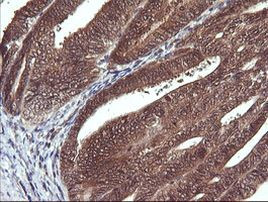 DDT Antibody in Immunohistochemistry (Paraffin) (IHC (P))