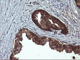 DDT Antibody in Immunohistochemistry (Paraffin) (IHC (P))