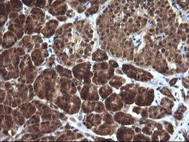 DDT Antibody in Immunohistochemistry (Paraffin) (IHC (P))