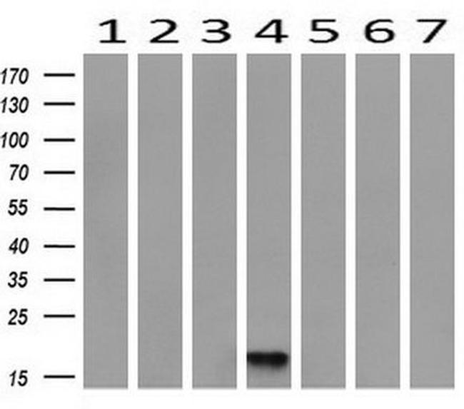 DDT Antibody in Western Blot (WB)