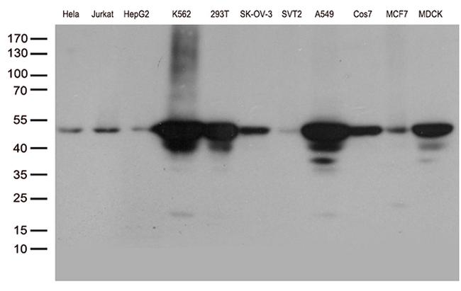 DDX39B Antibody in Western Blot (WB)