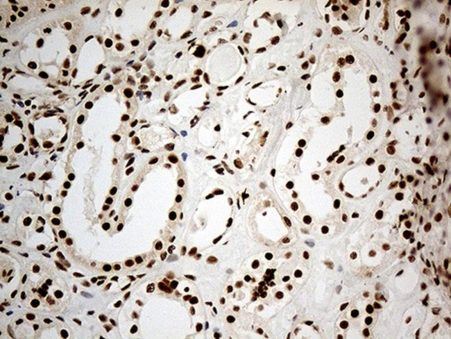 DDX50 Antibody in Immunohistochemistry (Paraffin) (IHC (P))