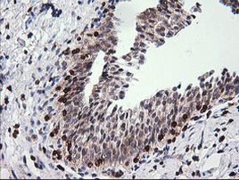 DEF6 Antibody in Immunohistochemistry (Paraffin) (IHC (P))