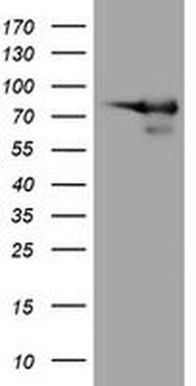 DEF6 Antibody in Western Blot (WB)