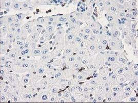 DEF8 Antibody in Immunohistochemistry (Paraffin) (IHC (P))