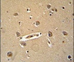 DENND5B Antibody in Immunohistochemistry (IHC)