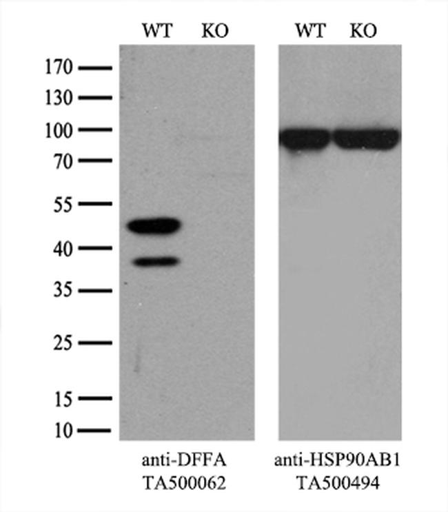 DFF45 Antibody in Western Blot (WB)