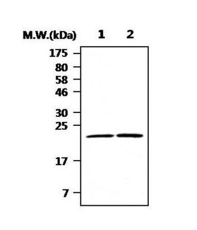 DJ-1 Antibody in Western Blot (WB)