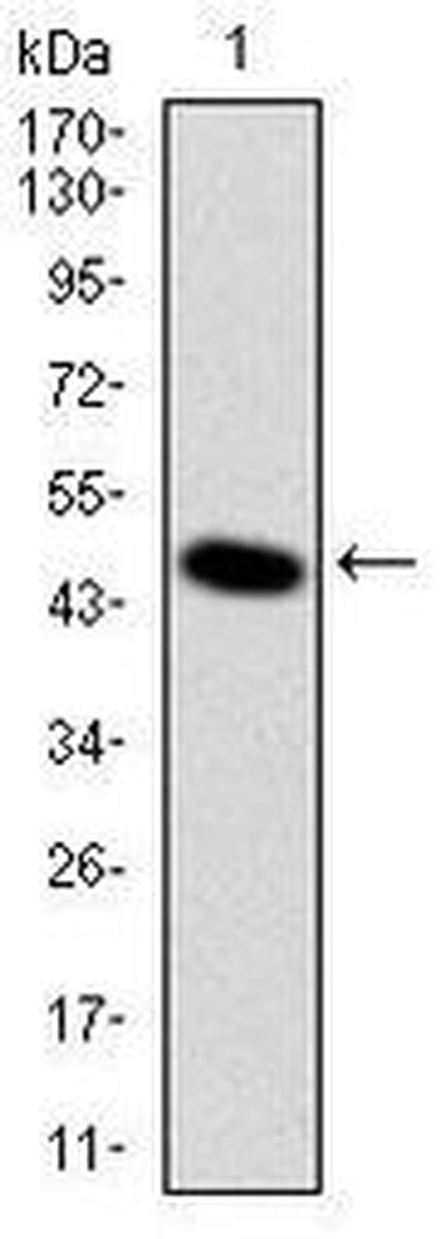 DLK1 Antibody in Western Blot (WB)