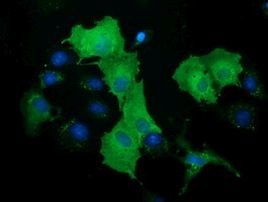 DNAJA2 Antibody in Immunocytochemistry (ICC/IF)