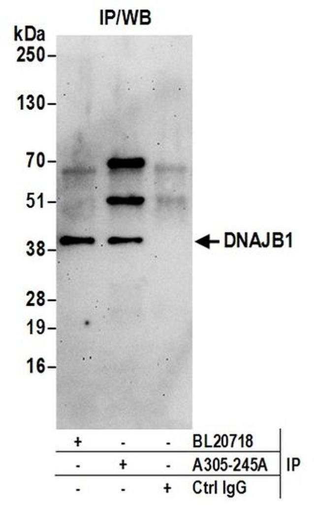 DNAJB1/Hsp40 Antibody in Western Blot (WB)