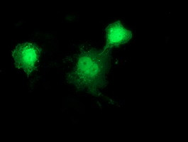 DNAJB1 Antibody in Immunocytochemistry (ICC/IF)