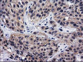 DNAJB1 Antibody in Immunohistochemistry (Paraffin) (IHC (P))