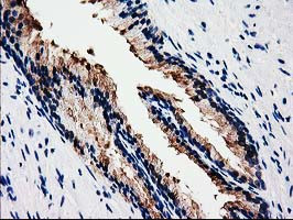 DNAJB1 Antibody in Immunohistochemistry (Paraffin) (IHC (P))