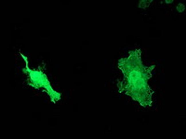 DNAJB1 Antibody in Western Blot (WB)