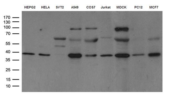 DNAJB1 Antibody in Western Blot (WB)